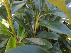 Prunus laur. 'Genolia'
