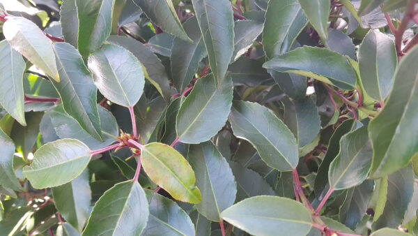 prunus lus. ‘angustifolia’