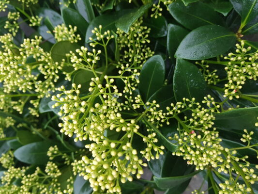 skimmia j finchy