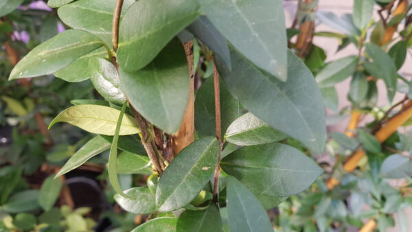 trachelospermum jasminoides