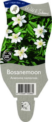 (wi) anemone nemorosa