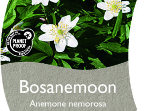 (WI) Anemone nemorosa