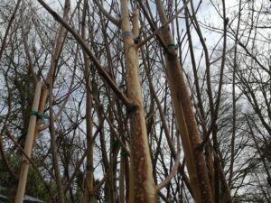 Betula utilis jacquemontii