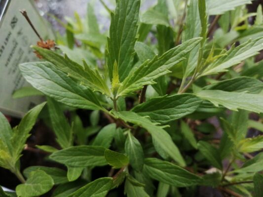 caryopteris cland. ‘heavenly blue’