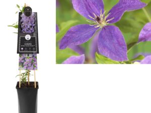 Clematis SoMany®Lavender PBR 3.0