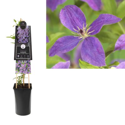 clematis so many® lavender flowers pbr