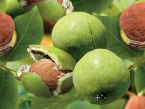 Juglans regia Broadview spil (vered