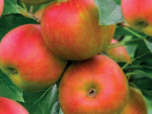 Malus dom. Elstar Patio