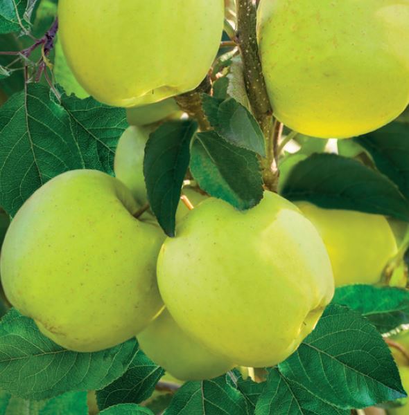 malus dom. golden delicious laagst