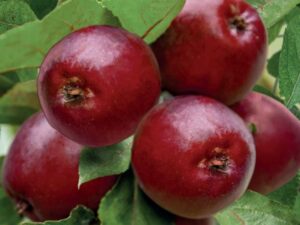 Malus dom. Maypole zuilvorm