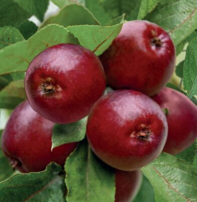 malus dom. maypole zuilvorm