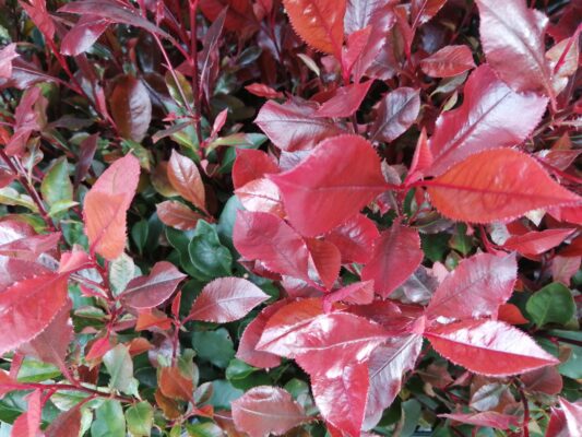 photinia fras. ‘little red robin’