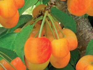 Prunus avium Big. Napoléon laagstam