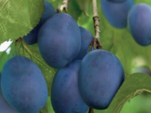 Prunus dom. Bleue de Belgique laag