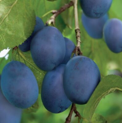 prunus dom. bleue de belgique laag