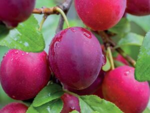 Prunus dom. Mirabelle Ruby zuilvorm