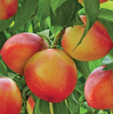 prunus persica nuc. dwergnectarine