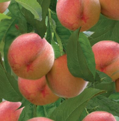 prunus persica red peachy