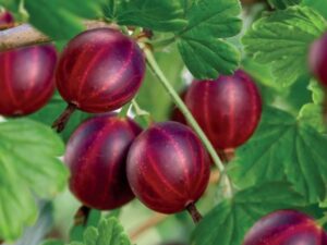 Ribes uva-cr. Captivator