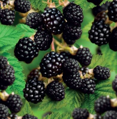 rubus fr. triple crown