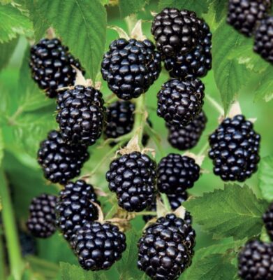 rubus fruticosus black satin