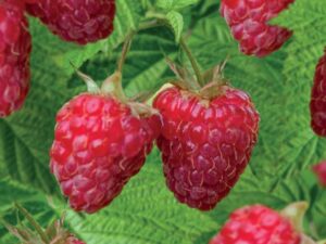 Rubus idaeus Solu Red