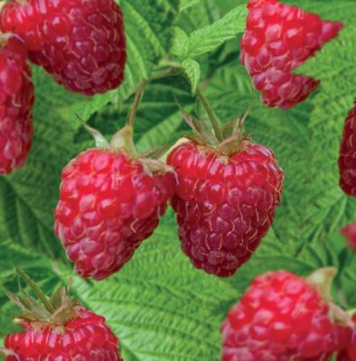 rubus idaeus solu red