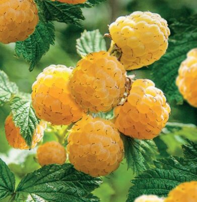 rubus idaeus solu yellow