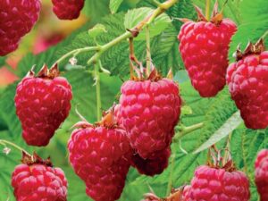 Rubus idaeus Tulamagic