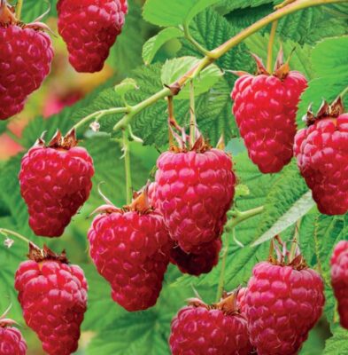 rubus idaeus tulamagic