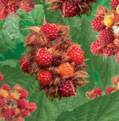 rubus ph. japanse wijnbes