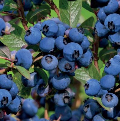 vaccinium corymbosum hortblue petit