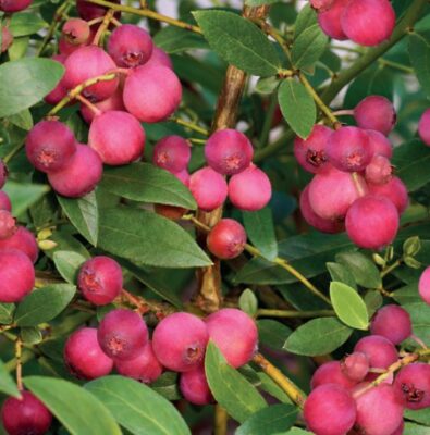 vaccinium corymbosum pink lemonade