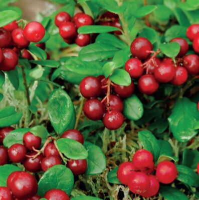 vaccinium macrocarpon cranberry