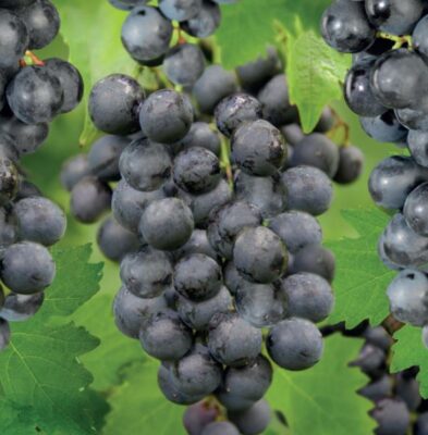 vitis vin muscat blue c2