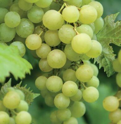 vitis vinifera solaris