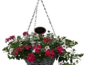 PM31 Arr. Perkgoedmix in hanging basket