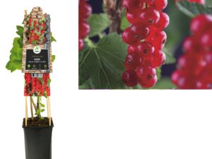 Ribes rubrum 'Jonkheer van Tets'