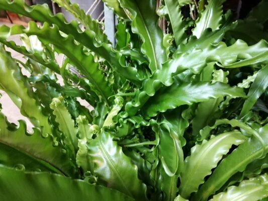 asplenium antiquum osaka