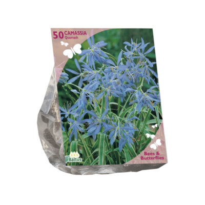 b&b – camassia quamash 50st