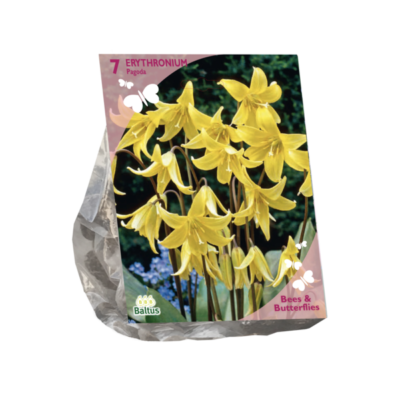 b&b – erythronium 7st