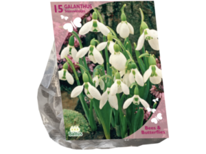 Bees & Butterflies - Galanthus Woronowii per 15