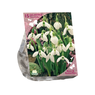 bees & butterflies – galanthus woronowii per 15