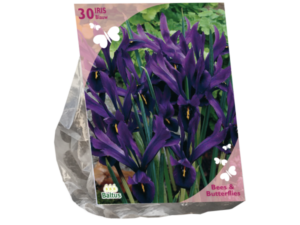 Bees & Butterflies - Iris Reticulata, Blauw per 30