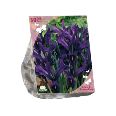 bees & butterflies – iris reticulata, blauw per 30