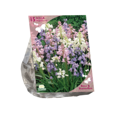 b&b – scilla hispanica. wit 15st
