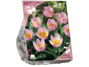 Bees & Butterflies - Tulipa Bakari Lilac Wonder per 30