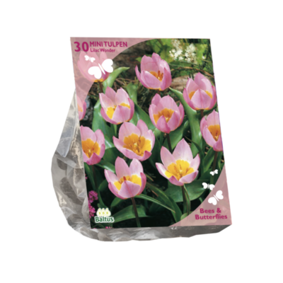 bees & butterflies – tulipa bakari lilac wonder per 30