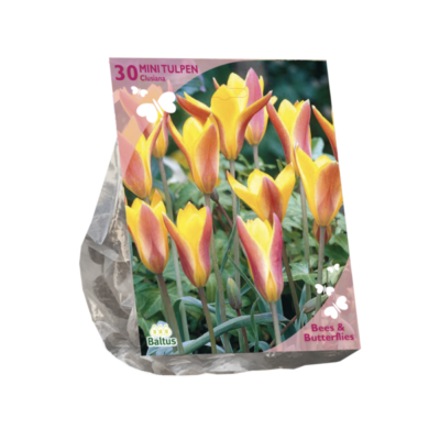 b&b – tulipa clusiana chrys 30st