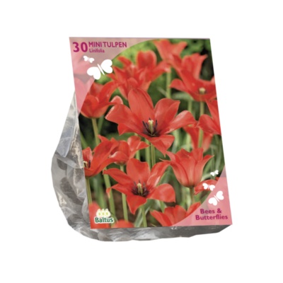 b&b – tulipa linifolia 30st